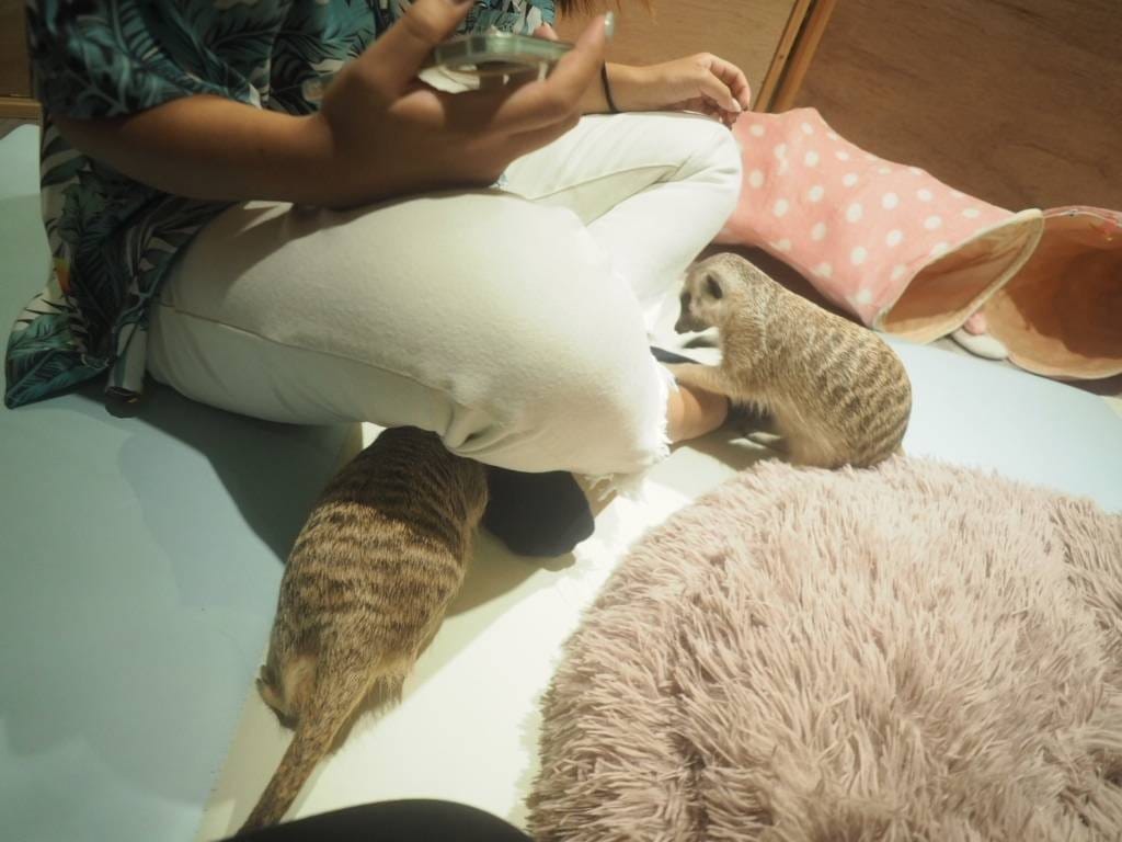 肉球森林_捷運東門站美食_小動物很療癒,低消300不含服務費,5歲以下止步,12歲以上才可以跟大嘴鳥 狐蒙近距離接觸 (19).jpg 肉球森林_捷運東門站美食_小動物很療癒,低消300不含服務費,5歲以下止步,12歲以上才可以跟大嘴鳥 狐蒙近距離接觸 (19).jpg