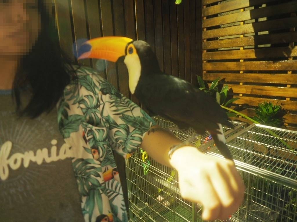 肉球森林_捷運東門站美食_小動物很療癒,低消300不含服務費,5歲以下止步,12歲以上才可以跟大嘴鳥 狐蒙近距離接觸 (13).jpg 肉球森林_捷運東門站美食_小動物很療癒,低消300不含服務費,5歲以下止步,12歲以上才可以跟大嘴鳥 狐蒙近距離接觸 (13).jpg