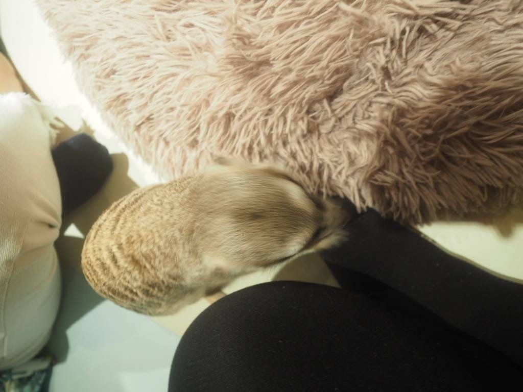 肉球森林_捷運東門站美食_小動物很療癒,低消300不含服務費,5歲以下止步,12歲以上才可以跟大嘴鳥 狐蒙近距離接觸 (16).jpg 肉球森林_捷運東門站美食_小動物很療癒,低消300不含服務費,5歲以下止步,12歲以上才可以跟大嘴鳥 狐蒙近距離接觸 (16).jpg