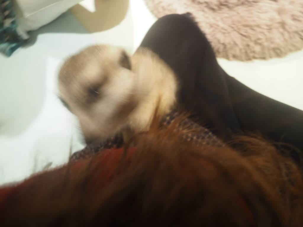 肉球森林_捷運東門站美食_小動物很療癒,低消300不含服務費,5歲以下止步,12歲以上才可以跟大嘴鳥 狐蒙近距離接觸 (17).jpg 肉球森林_捷運東門站美食_小動物很療癒,低消300不含服務費,5歲以下止步,12歲以上才可以跟大嘴鳥 狐蒙近距離接觸 (17).jpg