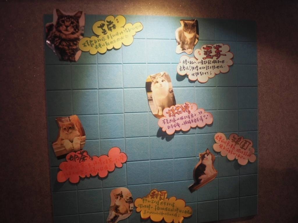 肉球森林_捷運東門站美食_小動物很療癒,低消300不含服務費,5歲以下止步,12歲以上才可以跟大嘴鳥 狐蒙近距離接觸 (5).jpg 肉球森林_捷運東門站美食_小動物很療癒,低消300不含服務費,5歲以下止步,12歲以上才可以跟大嘴鳥 狐蒙近距離接觸 (5).jpg