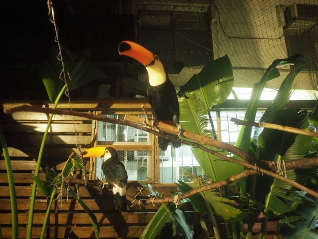 肉球森林_捷運東門站美食_小動物很療癒,低消300不含服務費,5歲以下止步,12歲以上才可以跟大嘴鳥 狐蒙近距離接觸 (14).jpg 肉球森林_捷運東門站美食_小動物很療癒,低消300不含服務費,5歲以下止步,12歲以上才可以跟大嘴鳥 狐蒙近距離接觸 (14).jpg