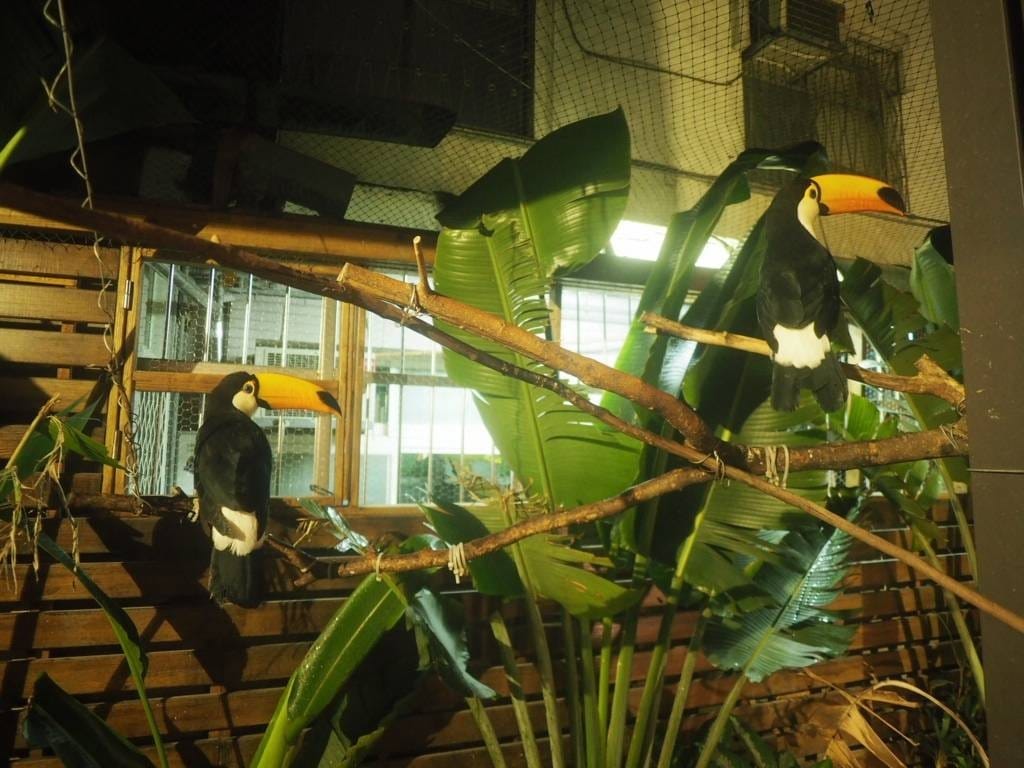 肉球森林_捷運東門站美食_小動物很療癒,低消300不含服務費,5歲以下止步,12歲以上才可以跟大嘴鳥 狐蒙近距離接觸 (15).jpg 肉球森林_捷運東門站美食_小動物很療癒,低消300不含服務費,5歲以下止步,12歲以上才可以跟大嘴鳥 狐蒙近距離接觸 (15).jpg