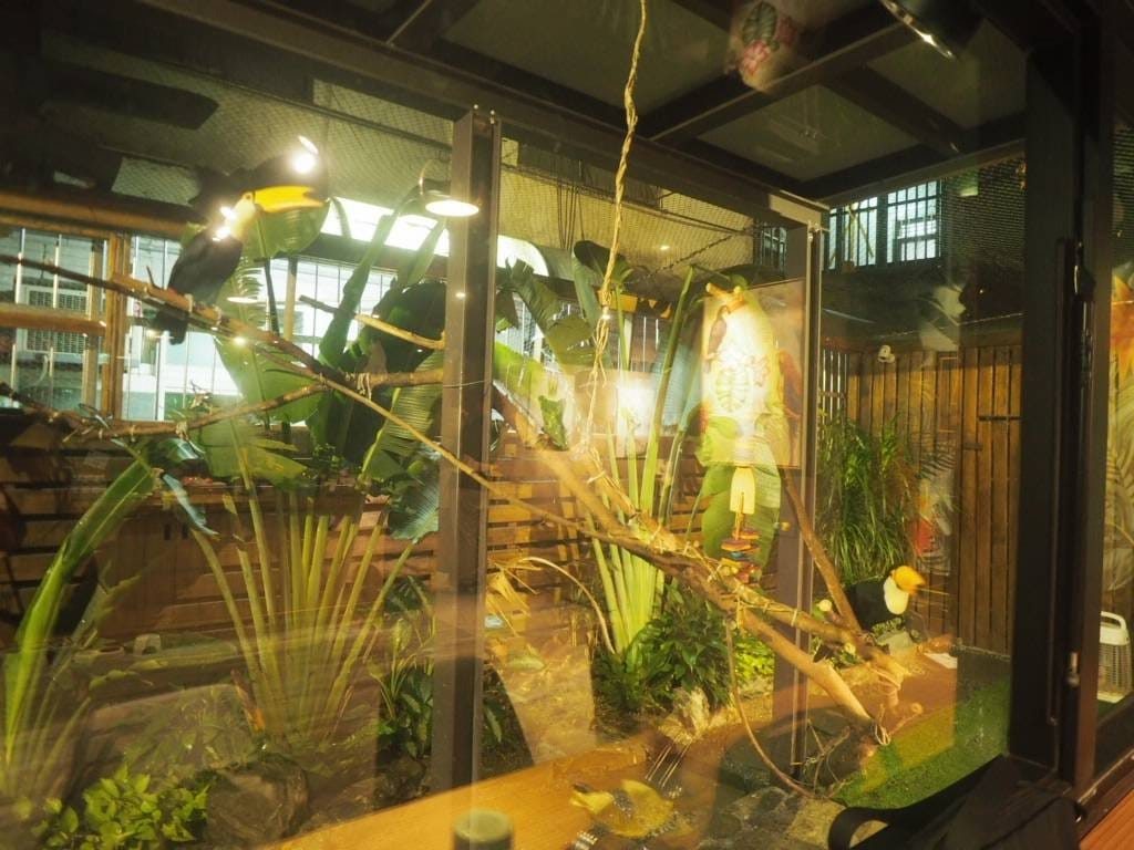 肉球森林_捷運東門站美食_小動物很療癒,低消300不含服務費,5歲以下止步,12歲以上才可以跟大嘴鳥 狐蒙近距離接觸 (12).jpg 肉球森林_捷運東門站美食_小動物很療癒,低消300不含服務費,5歲以下止步,12歲以上才可以跟大嘴鳥 狐蒙近距離接觸 (12).jpg