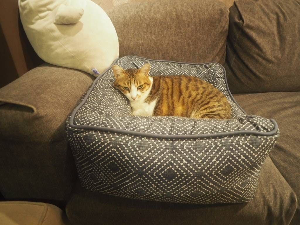 肉球森林_捷運東門站美食_小動物很療癒,低消300不含服務費,5歲以下止步,12歲以上才可以跟大嘴鳥 狐蒙近距離接觸 (9).jpg 肉球森林_捷運東門站美食_小動物很療癒,低消300不含服務費,5歲以下止步,12歲以上才可以跟大嘴鳥 狐蒙近距離接觸 (9).jpg