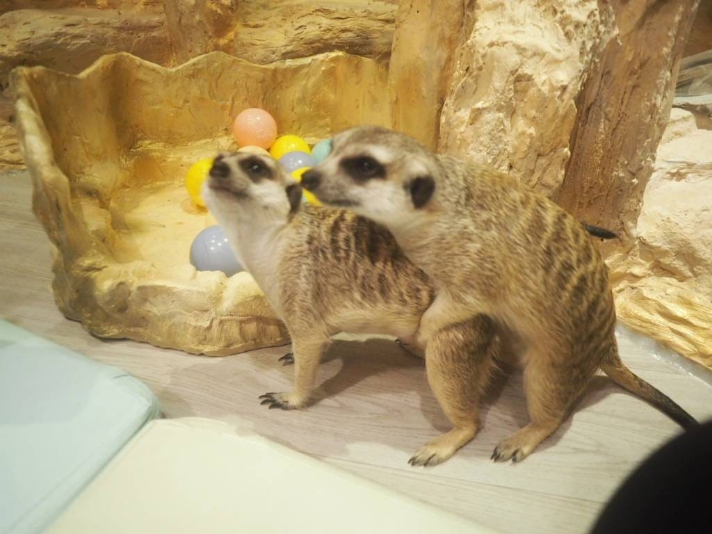 肉球森林_捷運東門站美食_小動物很療癒,低消300不含服務費,5歲以下止步,12歲以上才可以跟大嘴鳥 狐蒙近距離接觸 (18).jpg 肉球森林_捷運東門站美食_小動物很療癒,低消300不含服務費,5歲以下止步,12歲以上才可以跟大嘴鳥 狐蒙近距離接觸 (18).jpg