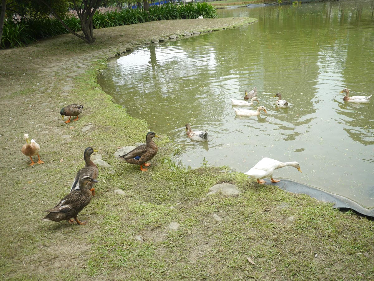 P1740188.JPG P1740188.JPG