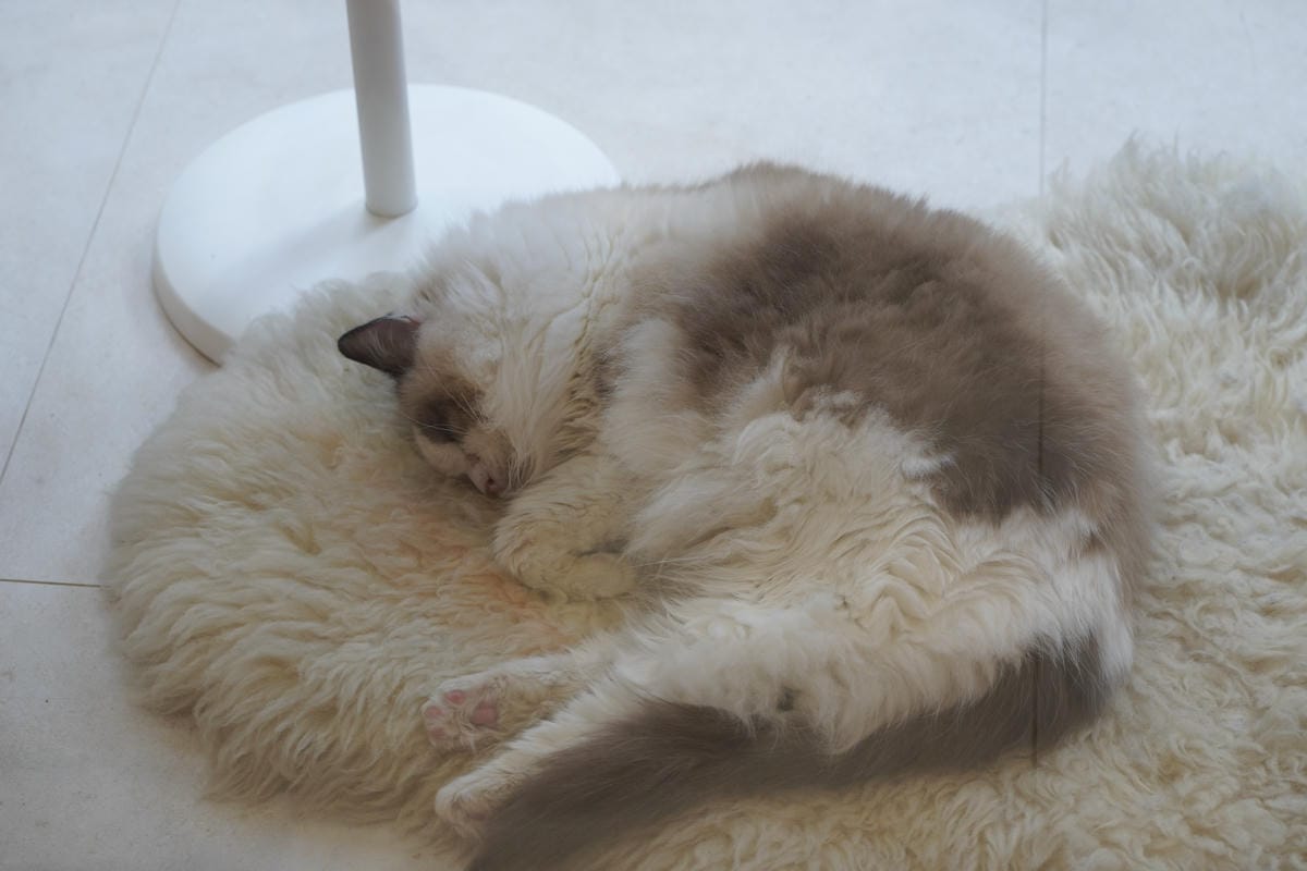 竹東貓咪咖啡廳推薦 老宅咖啡廳 RCW Cafe 20