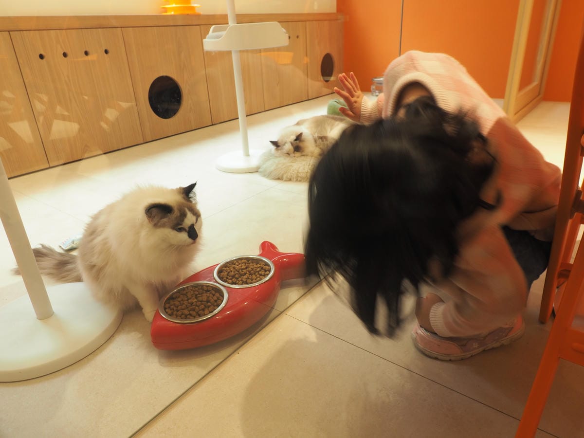 竹東貓咪咖啡廳推薦 老宅咖啡廳 RCW Cafe 20