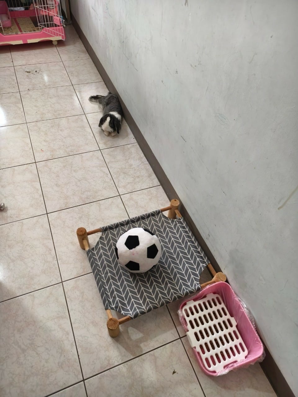 買兔子回家養? 撿到兔子怎麼辦? 兔子帶回來要怎麼養? 兔子