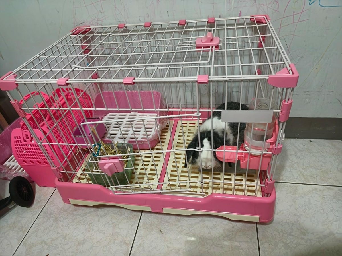 買兔子回家養? 撿到兔子怎麼辦? 兔子帶回來要怎麼養? 兔子