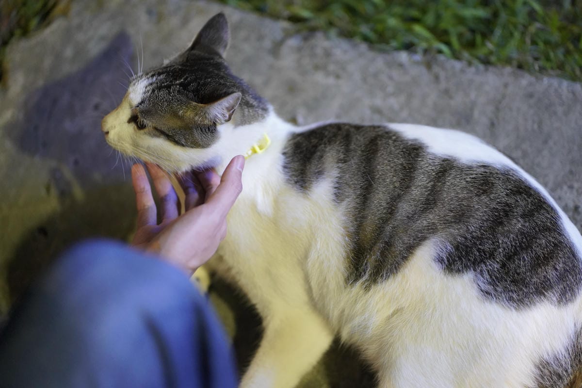 台南包棟民宿烤肉卡拉ok麻將通通都有: 埔里觀瀑渡假民宿