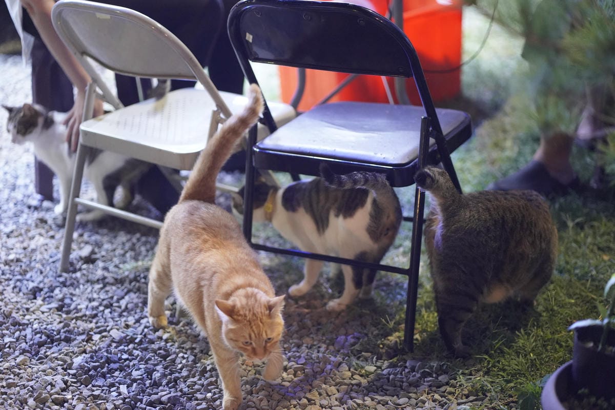 台南包棟民宿烤肉卡拉ok麻將通通都有: 埔里觀瀑渡假民宿