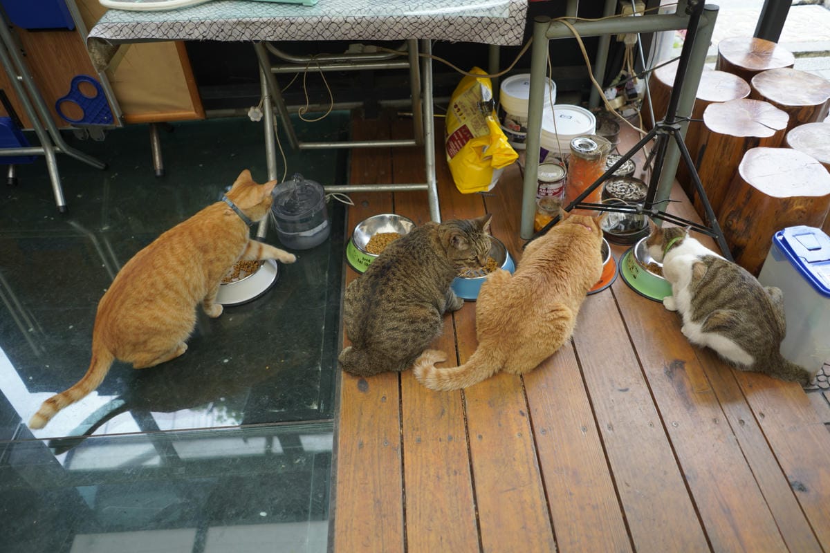 台南包棟民宿烤肉卡拉ok麻將通通都有: 埔里觀瀑渡假民宿